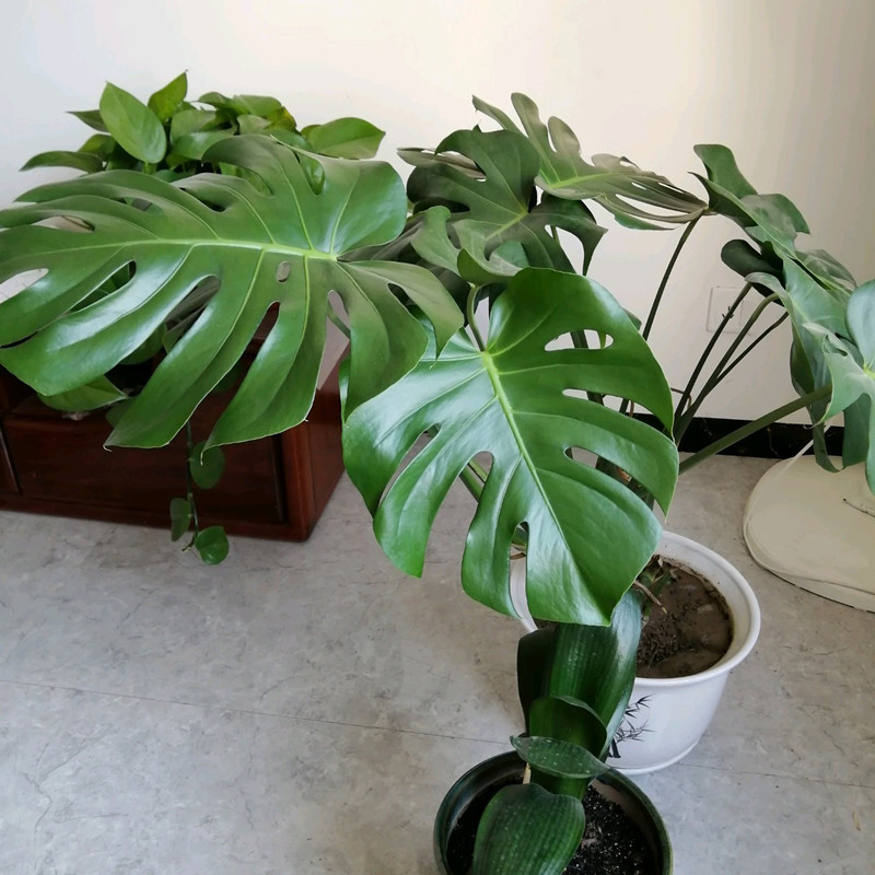 龟背竹叶片发黄原因及解决方法,龟背竹叶片发黄了怎么处理