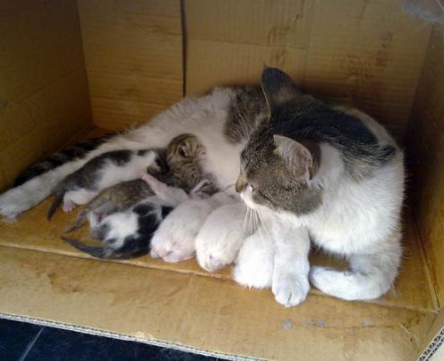 怀孕猫咪注意事项,猫咪怀孕后注意事项