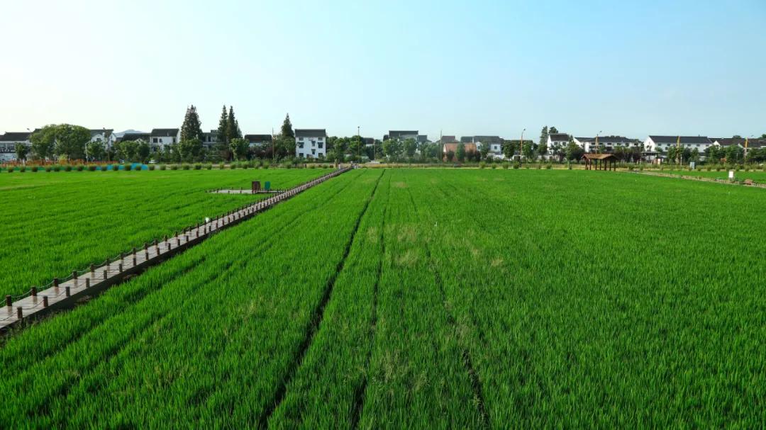 过年相城游玩攻略,相城区冬日游玩攻略