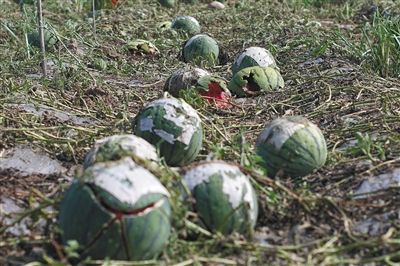 农村西瓜受到冰雹袭击该怎么办？在自然灾害面前，瓜农该怎么做？