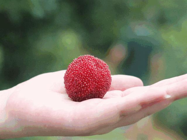 攀枝花哪种水果好吃 (攀枝花两种美味水果)