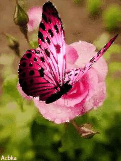 这是我见过最美丽的风景用英语,这是我见过最美的风景啥意思