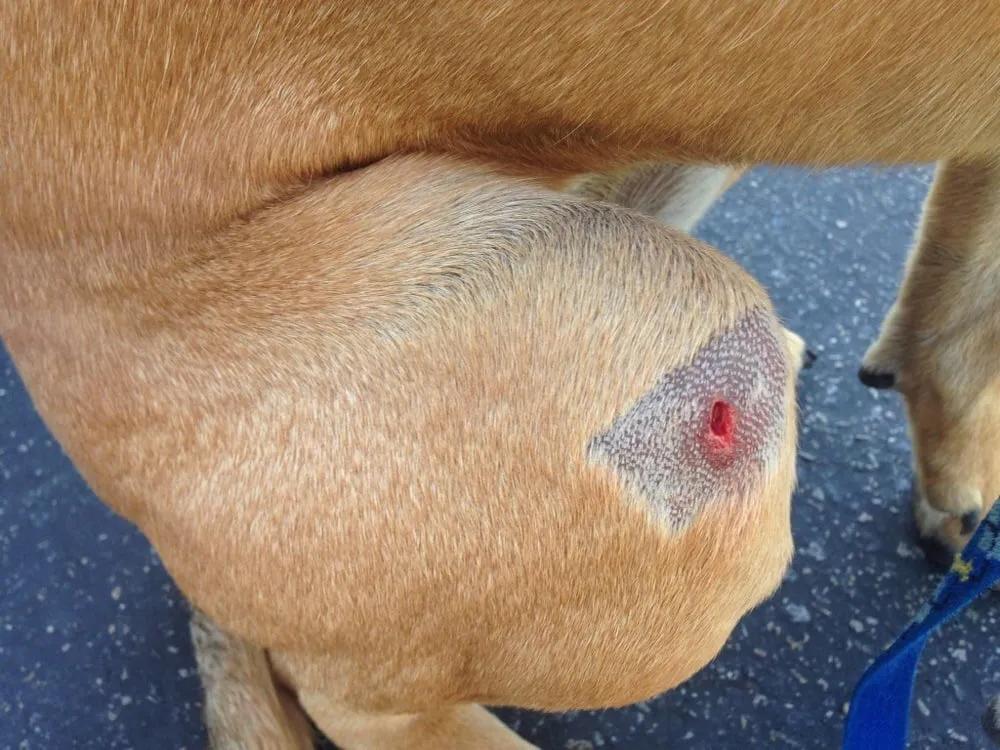 紧急呼救狗狗救命,狗狗救命一招搞定