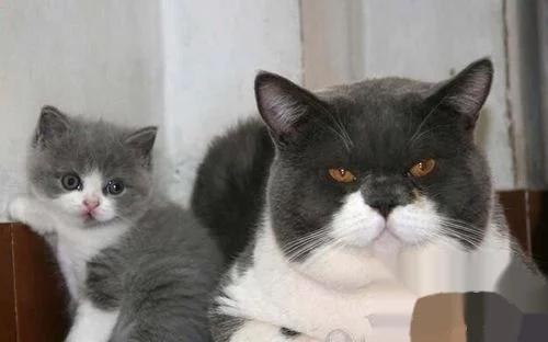 英国短毛猫小猫如何饲养,英国短毛猫饲养方法