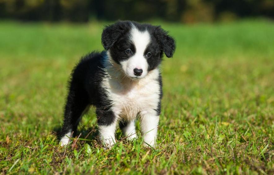 哪些大狗不咬人,哪些大狗无伤害