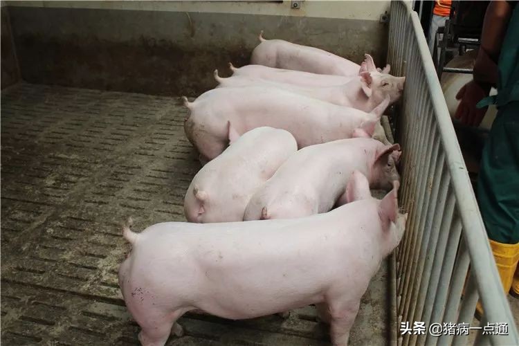 猪分圈避免打架,猪并圈大概几天就不打架了