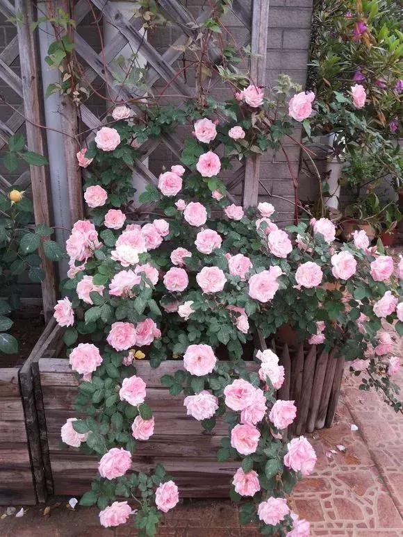 藤本月季秋季怎么修剪才会花墙,最丰花多季开花的藤本月季