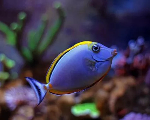 海水鲽鱼在一起打架吗,鱼儿为什么会打架