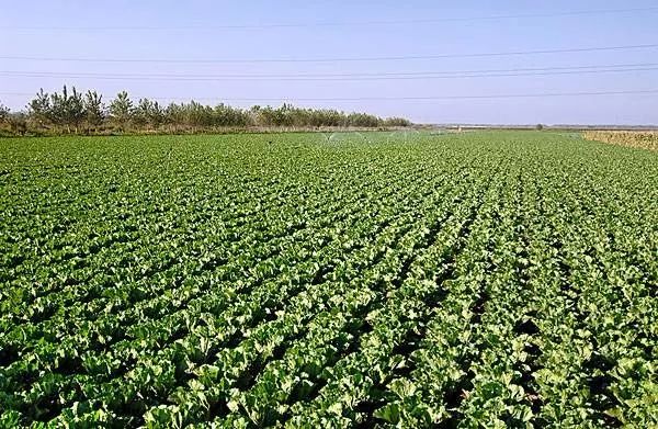 瓦房店真是个好地方,爱上大连这座城