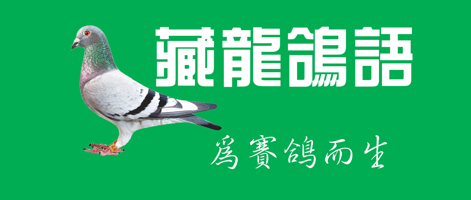 防止赛鸽主羽脱落的四种技巧,防止鸽子乱飞怎么办