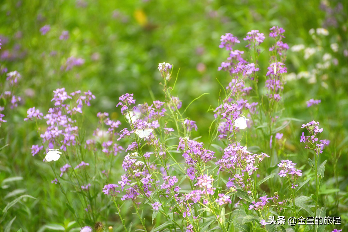 苏州旅游沙家浜,人人都知江南好下一句