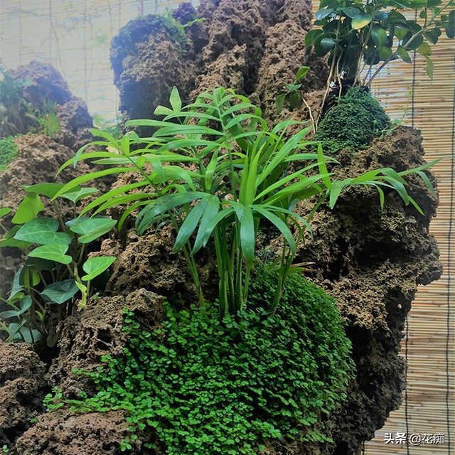 上水石上面栽什么植物好看,上水石上的绿植挡住了好吗