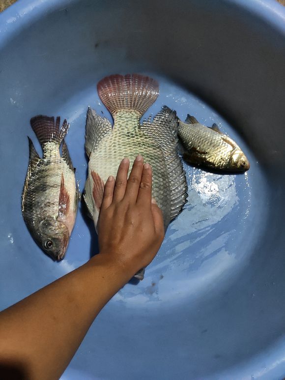 野钓淡水鱼最好吃的鱼种,钓鱼人钓的鱼都是哪几种鱼