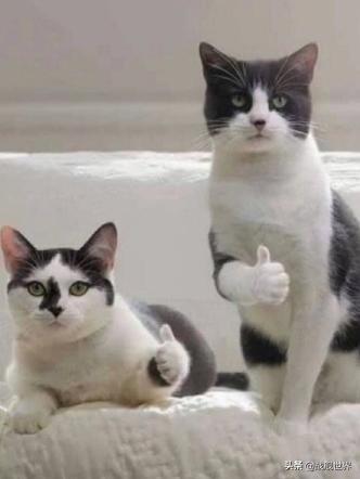 鸭类鸭类,鸭类品种大全