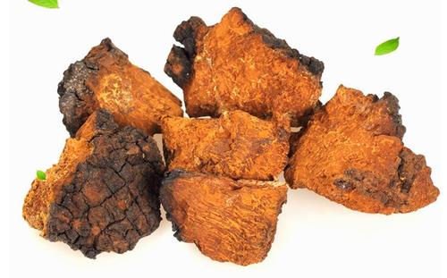 俄罗斯人桦树茸,俄罗斯天然桦树茸菌