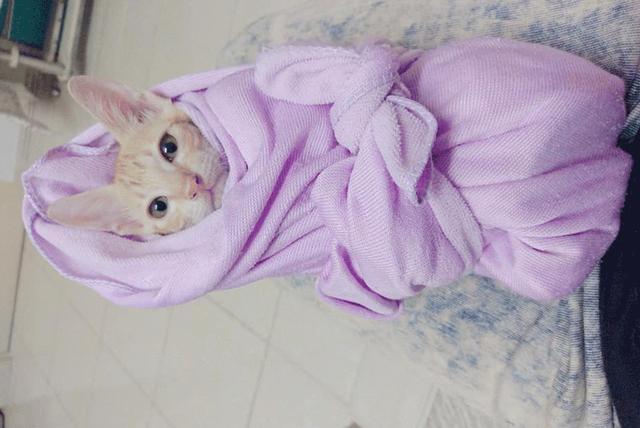 给小猫咪喂药的正确手法跟操作,猫咪生病了特别不配合治疗怎么办