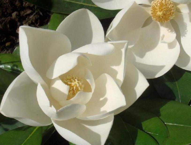 民间4大佛教花卉，见花见吉祥，是真的吗？