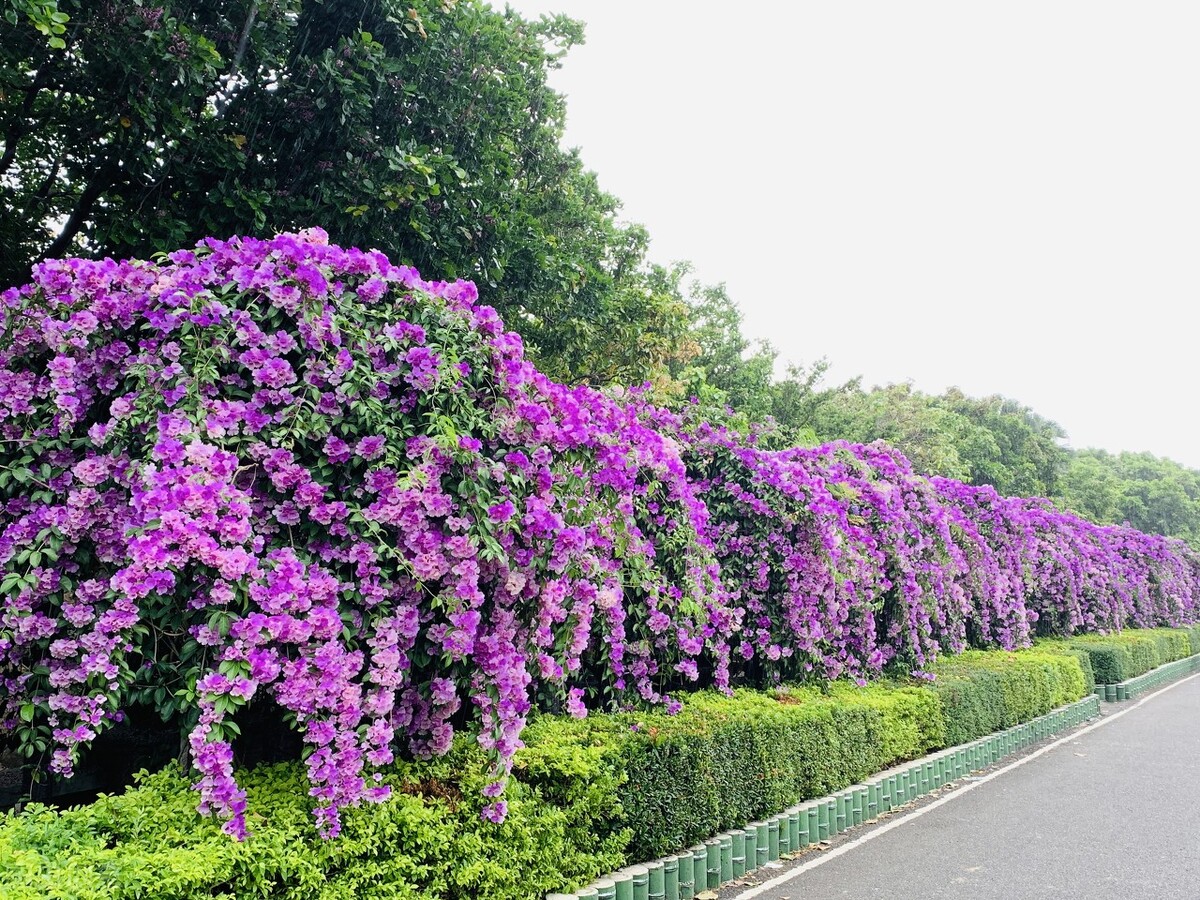 100种常见园林图鉴,列举20类不同的园林花卉