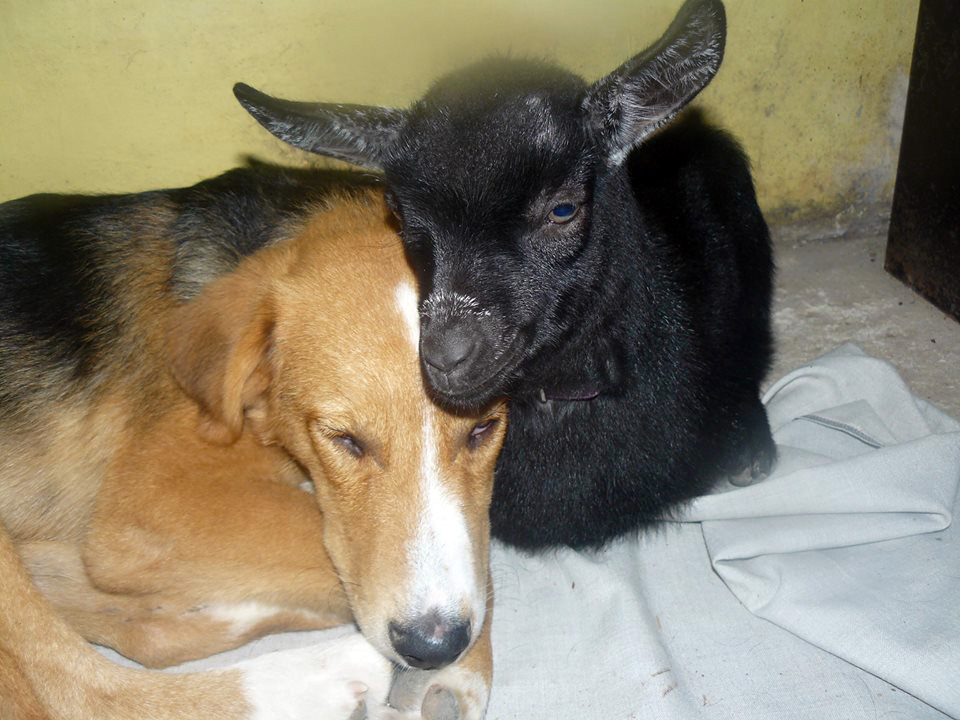 棕熊和东北虎谁活得更久,棕熊和狮虎