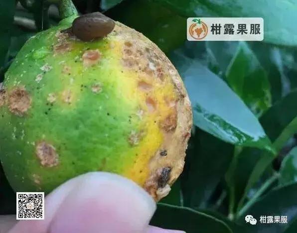 柑橘的常见病虫害和预防方法,柑橘新叶卷曲是什么虫害如何防治