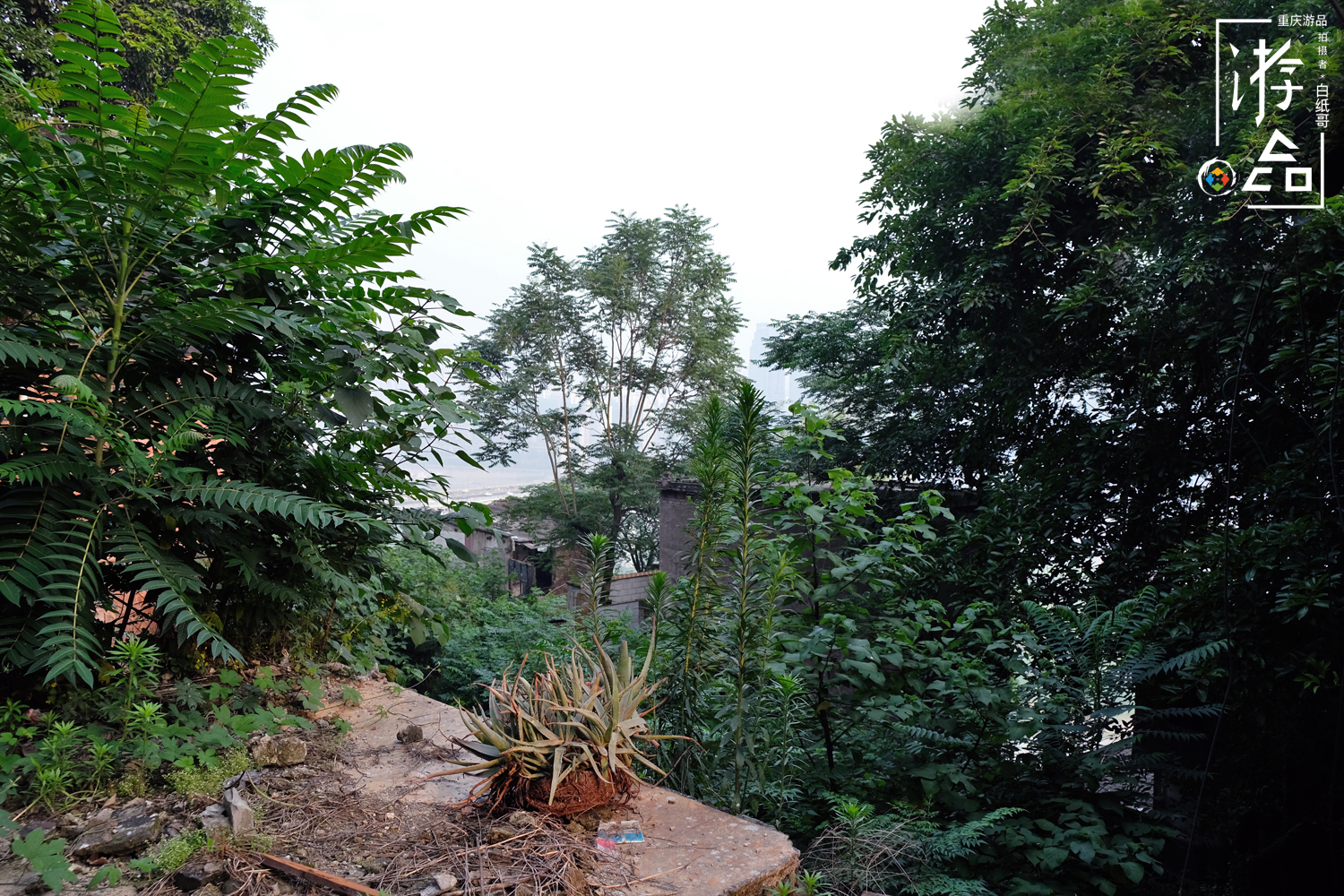燕子岩重庆,重庆燕子岩风景区