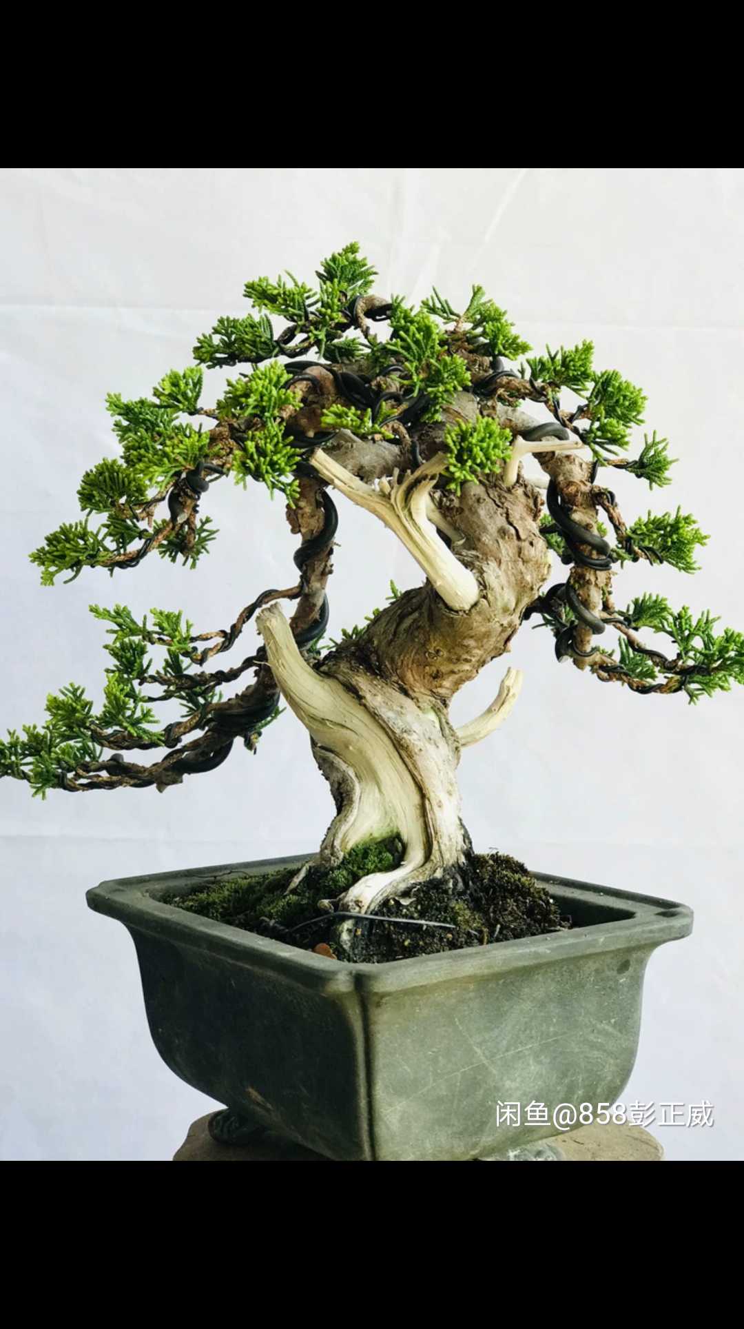 广东清远连州野生黑松采挖 (黑松下山桩初春采挖多久能活)