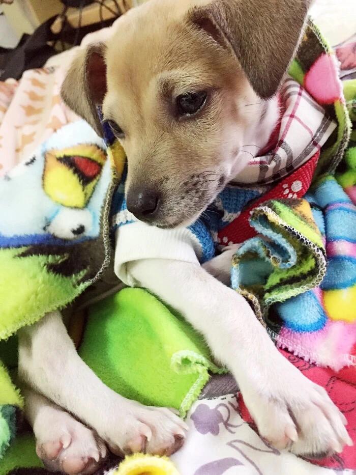 可爱又聪明的十种狗狗排名,可爱到“上头”的7种狗狗