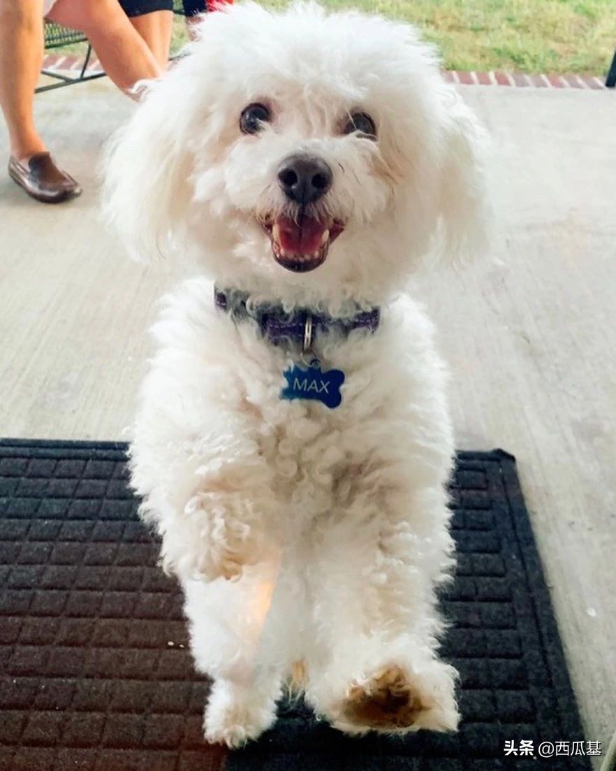 每天摸一只小狗小猫,每天摸一只小猫小狗