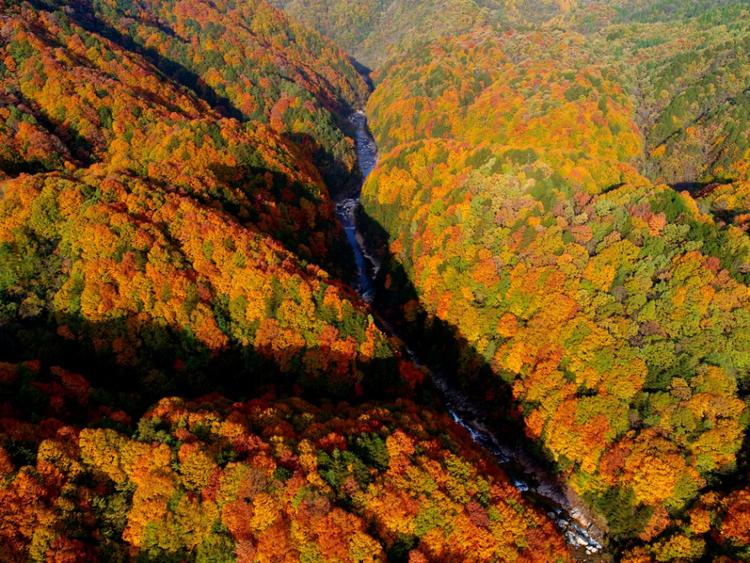 巴中光雾山红叶的最佳时间,红叶谷打卡地