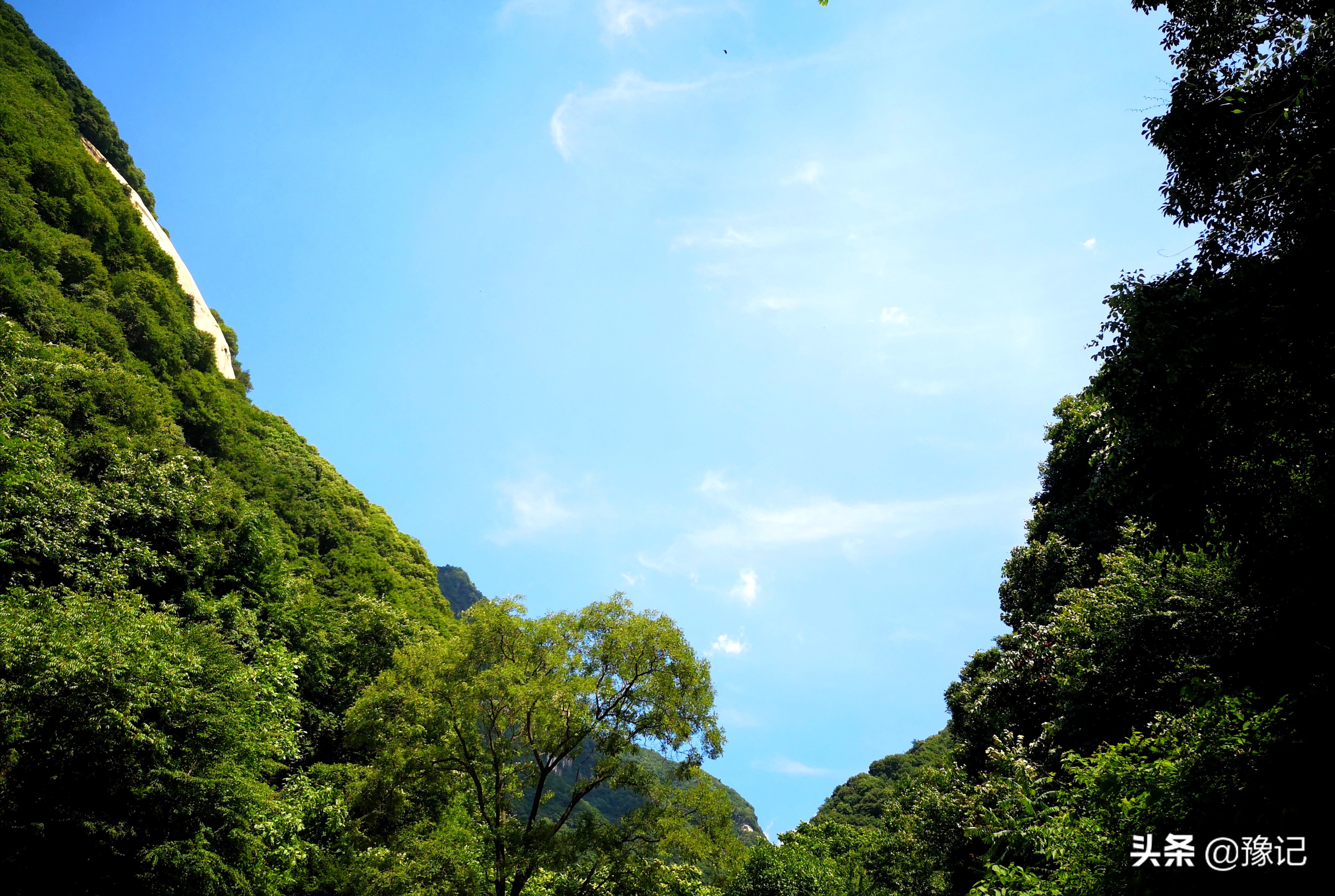 河南灵宝现在有什么水果,河南都有哪些水果