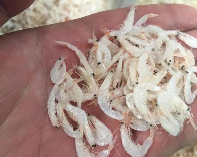 山东哪些地区的虾比较有名气,山东盛产什么虾