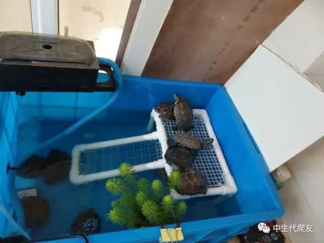 白色环境和黑色环境养出来的龟,古法养龟环境布置