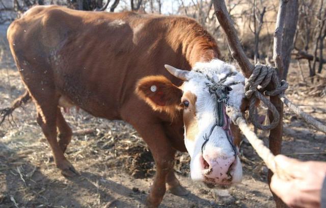 老人说的话真的很有道理吗,老人说的话太实在了句句在理