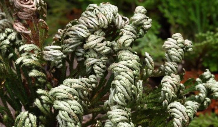 卷柏养成盆景观赏性强，叶子却打卷，这4点养护技巧，要做到