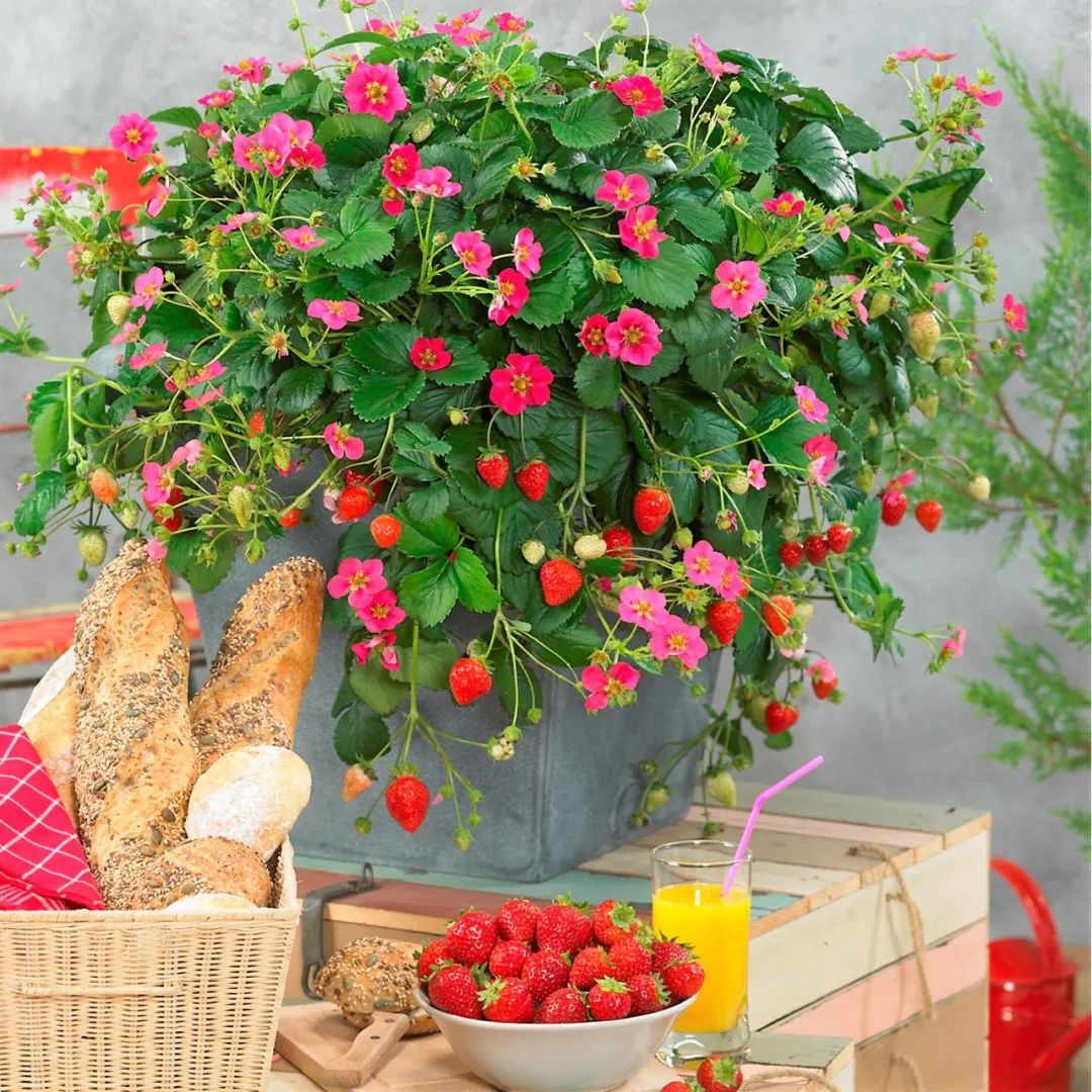 红花草莓托斯卡纳,红花草莓和白花草莓哪个好