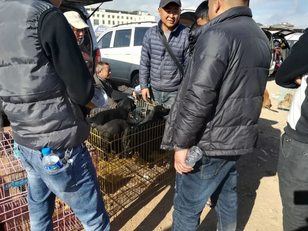 拉布拉多小狗狗市场有卖吗,拉布拉多狗市卖狗