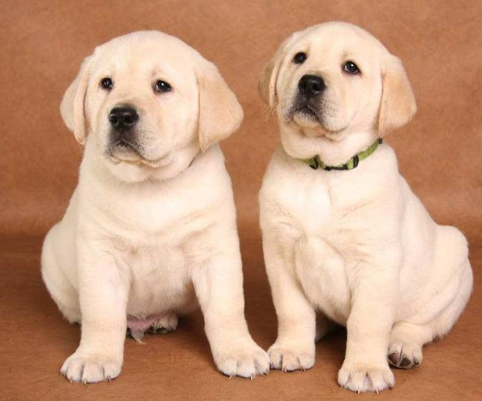 世界上最忠心的狗狗排名第一,对主人忠心的十大狗狗排名