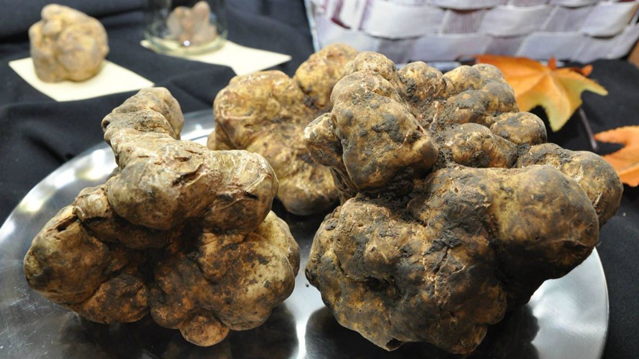 世界最贵蘑菇品种,世界上最贵蘑菇多少钱