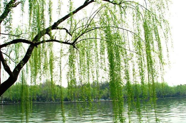 贺知章赞美春天的名句,贺知章幽默内涵经典诗词