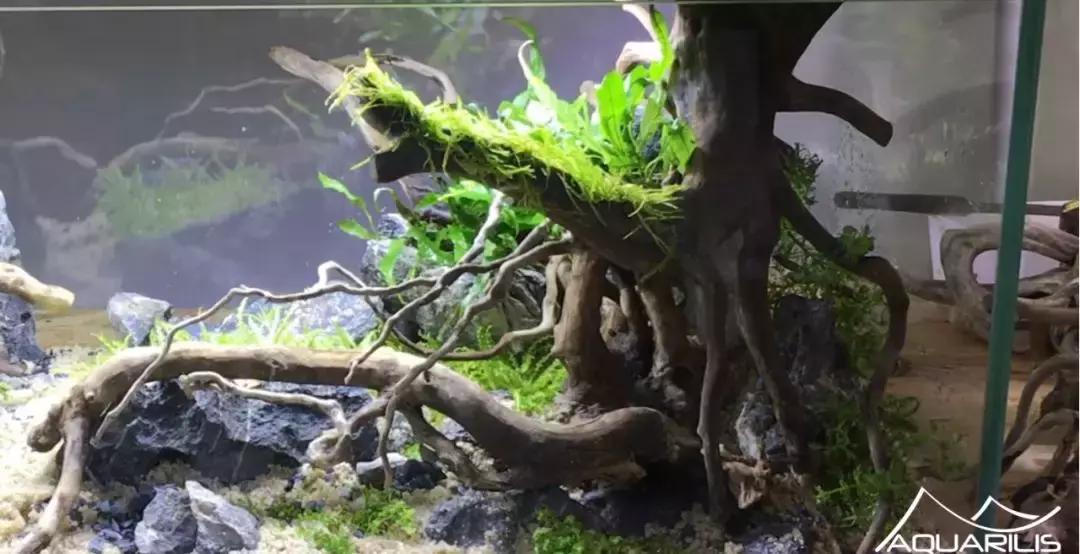 草缸造景教程：这个缸居然能装下一头“犀牛”？