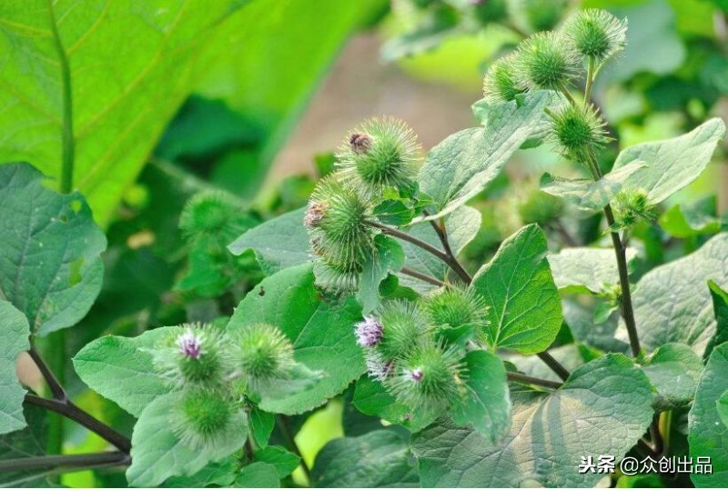 牛蒡含哪些营养成分高一些,牛蒡维生素