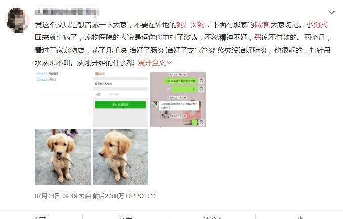 网上买比熊和博美,买博美犬和比熊