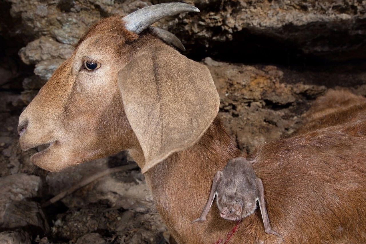 蝙蝠会变成吸血鬼吗,蝙蝠和吸血鬼有什么关系