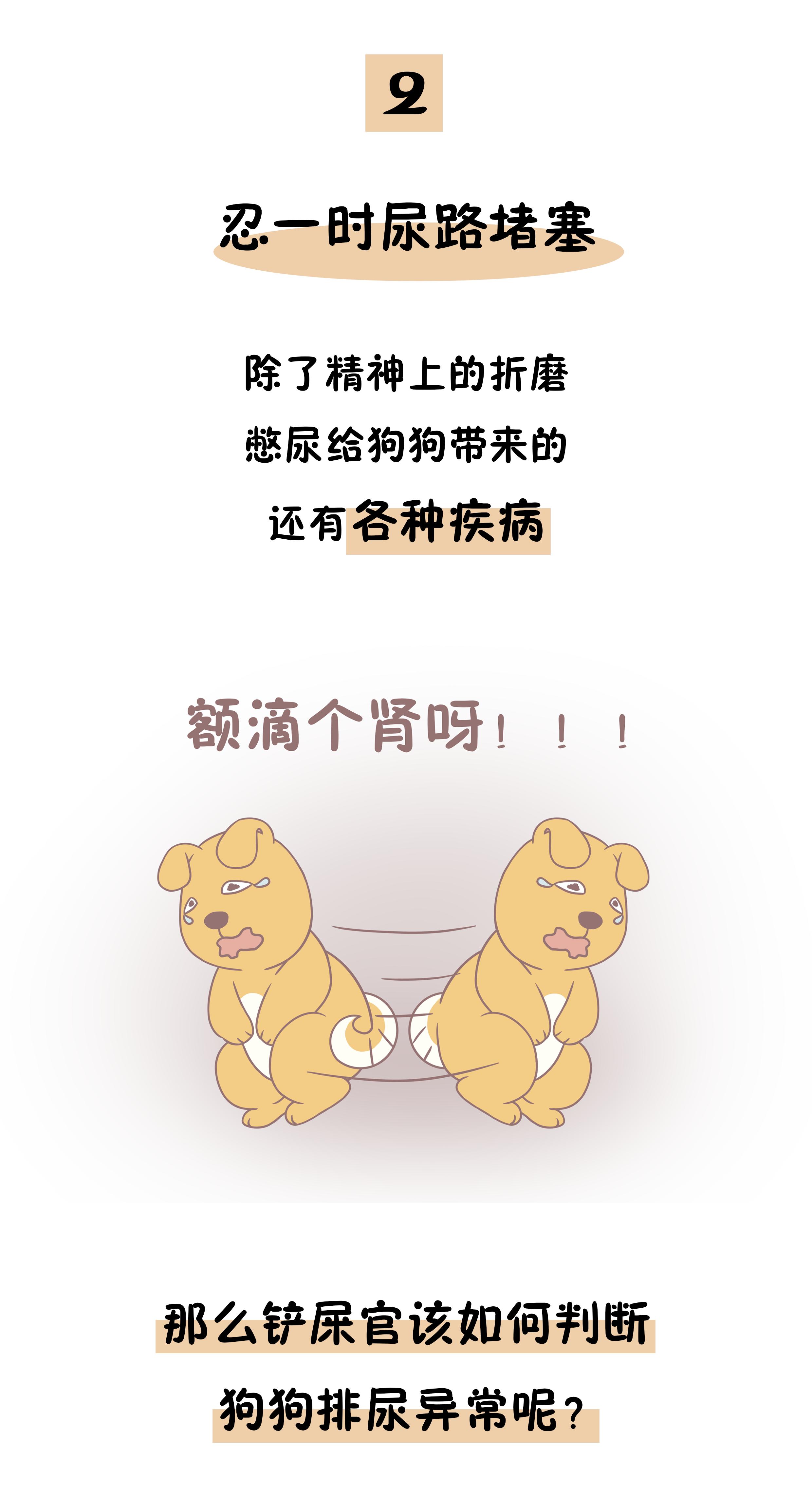 狗狗憋尿时间最好不超过多久,狗狗经常憋尿超过十二个小时