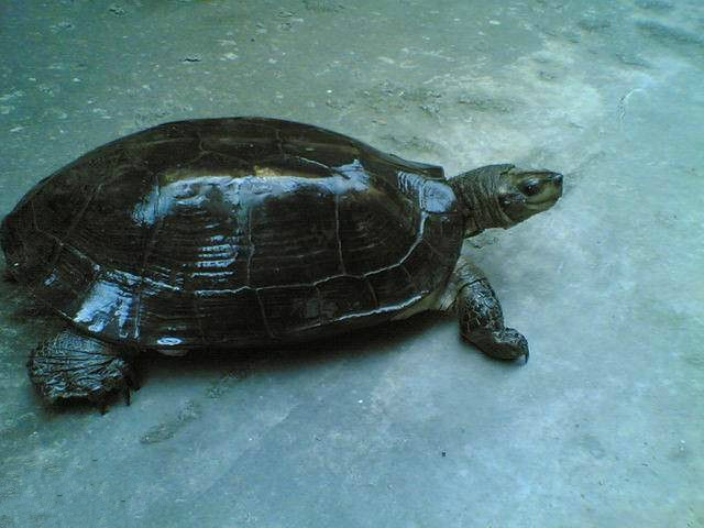 水陆两栖龟选什么龟,水陆两栖龟陆龟怎么区别