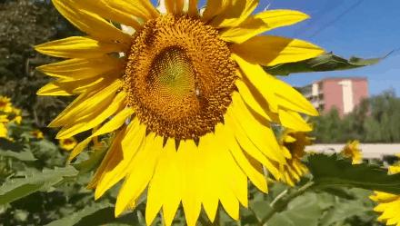 带宠物遛娃好去处,遛娃遛狗一起来