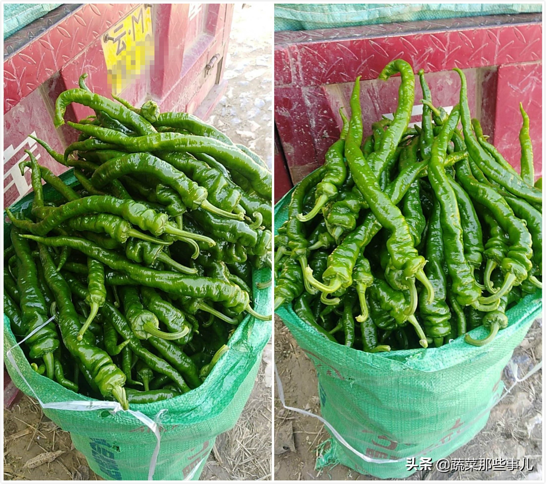 中国十大辣椒产地排名,辣椒有哪几种种类