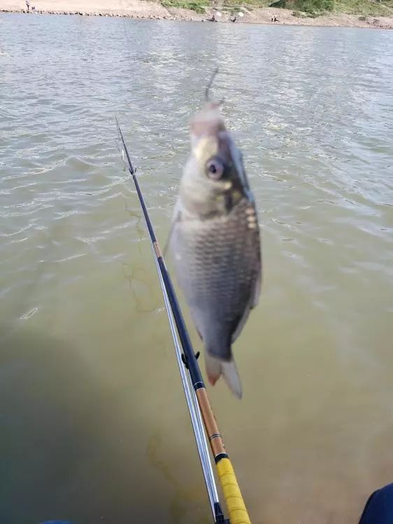 本汀金迦潘求败7米2,本汀金迦潘引领实测