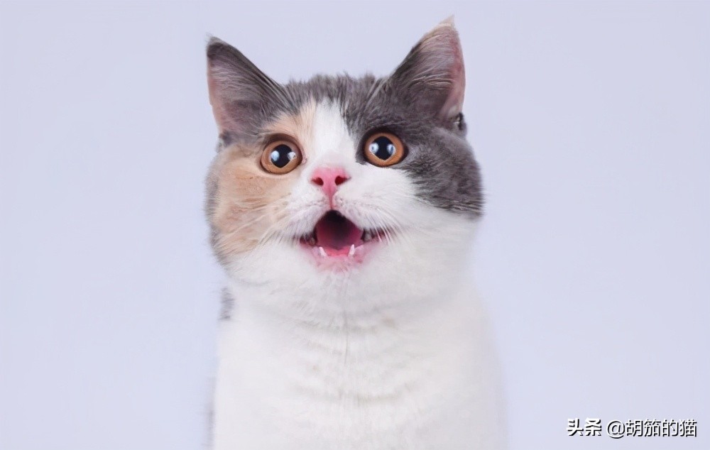 猫突然不在猫砂里尿是咋回事,猫为什么喜欢猫砂盆排泄