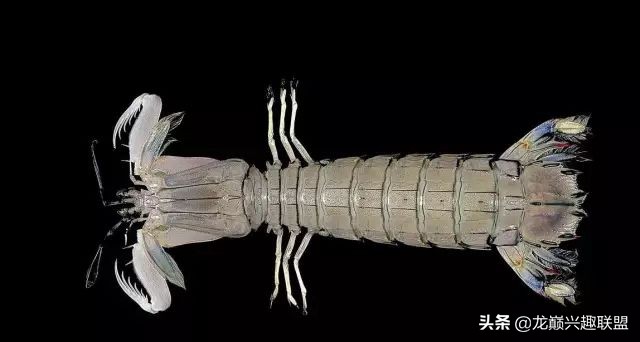 小小的皮皮虾真的有那么厉害吗,深度揭秘皮皮虾